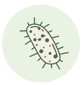Microbiota intestinal