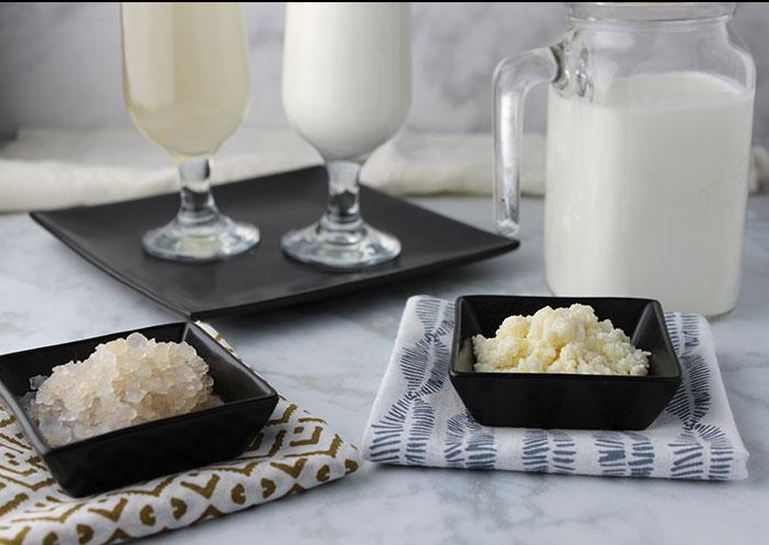 Mis primeros nódulos de kéfir de agua y de leche en platos negros, copas con yogurt de kéfir y agua probiótica de kéfir con una jarra de yogurt de kéfir sobre una mesa con servilletas de tela